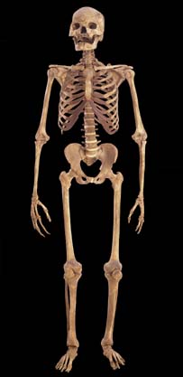 Fortune's Skeleton
